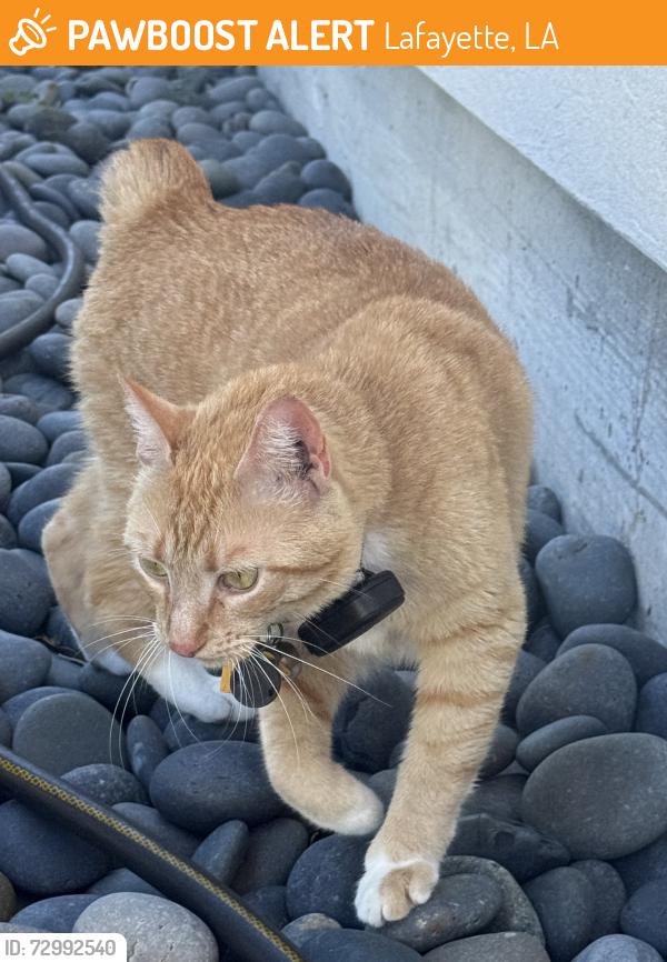 Found/Stray Female Cat last seen Across the street from Red Lerille’s , Lafayette, LA 70503