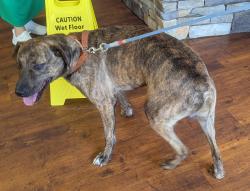 Reunited Male Dog last seen Gap Creek Rd. and Rhodes Ln., Marietta, SC 29661