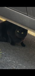 Found/Stray Unknown Cat last seen SE 24th Court, Gresham, OR 97080