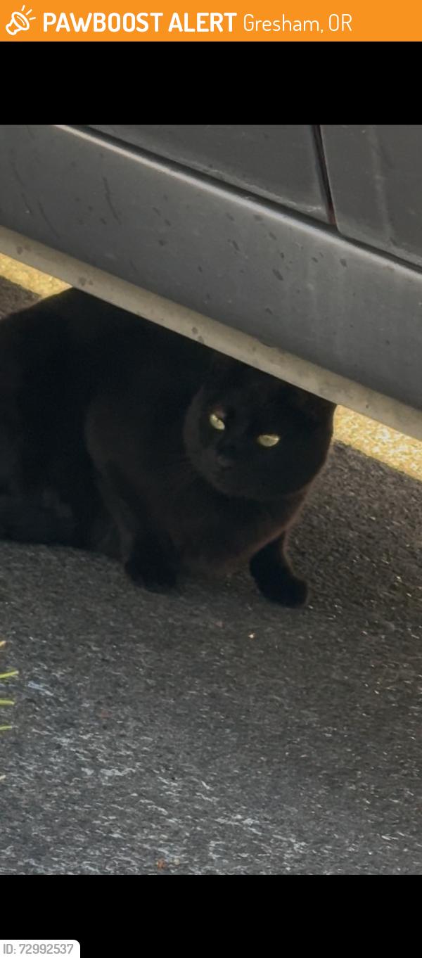Found/Stray Unknown Cat last seen SE 24th Court, Gresham, OR 97080