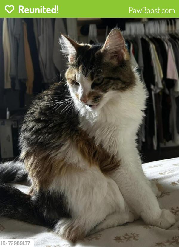Reunited Female Cat last seen Joselin Avenue and Clifton Avenue , Cincinnati, OH 45220