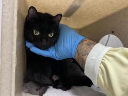 Shelter Stray Female Cat last seen Near BLOCK 45TH AVE S, SEATAC WA 98188, 21615 64th Ave S, Kent, WA 98032, USA