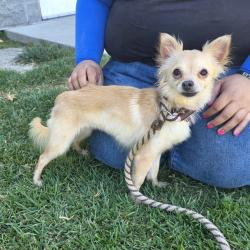 Shelter Stray Female Dog last seen Near BLOCK BLCK CHESTNUT AVE, LONG BEACH, CA 90806, 7700 E Spring St, Long Beach, CA 90815, USA