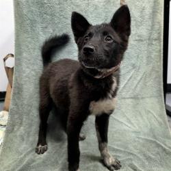 Shelter Stray Female Dog last seen Near BLK E PHILLIPS ST, LONG BEACH CA 90805, 7700 E Spring St, Long Beach, CA 90815, USA