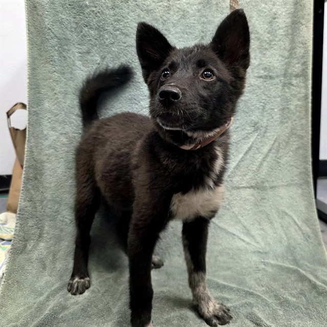Shelter Stray Female Dog last seen Near BLK E PHILLIPS ST, LONG BEACH CA 90805, 7700 E Spring St, Long Beach, CA 90815, USA