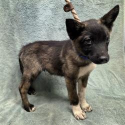 Shelter Stray Male Dog last seen Near BLK E PHILLIPS ST, LONG BEACH CA 90805, 7700 E Spring St, Long Beach, CA 90815, USA