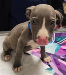 Shelter Stray Male Dog last seen Near BLOCK LIMONITE AVE, EASTVALE, CA 92880, 6851 Van Buren Boulevard, Jurupa Valley, CA 92509, USA