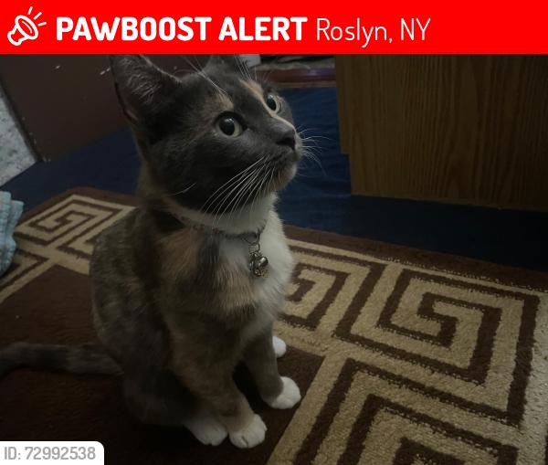 Lost Female Cat last seen Nassau county museum of art - formal garden , Roslyn, NY 11576