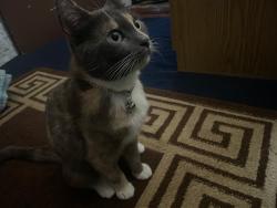 Lost Female Cat last seen Nassau county museum of art - formal garden , Roslyn, NY 11576