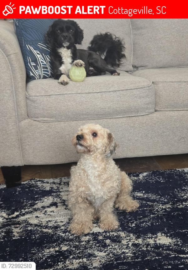 Lost Male Dog last seen Monster's storage units in cottageville, SC, Cottageville, SC 29435