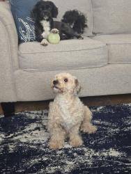 Lost Male Dog last seen Monster's storage units in cottageville, SC, Cottageville, SC 29435
