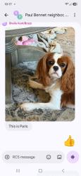 Reunited Female Dog last seen Sharp Street, Virginia Beach, VA 23452