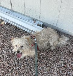 Found/Stray Unknown Dog last seen Golflinks , Tucson, AZ 85710