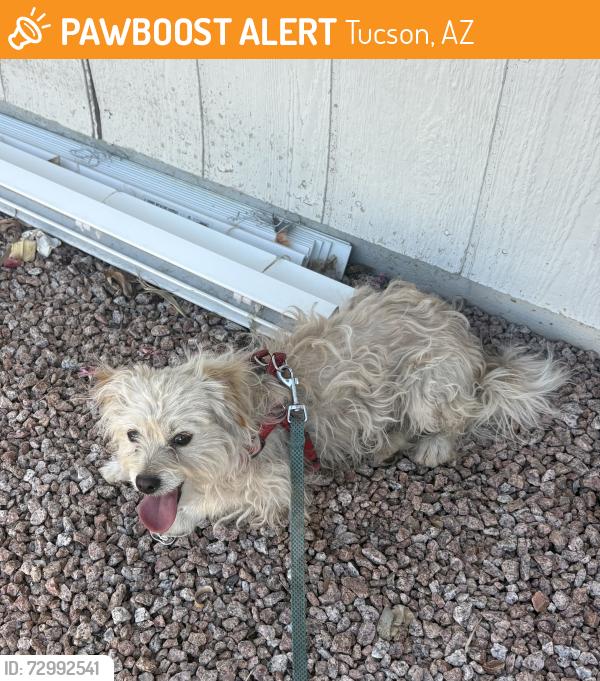 Found/Stray Unknown Dog last seen Golflinks , Tucson, AZ 85710