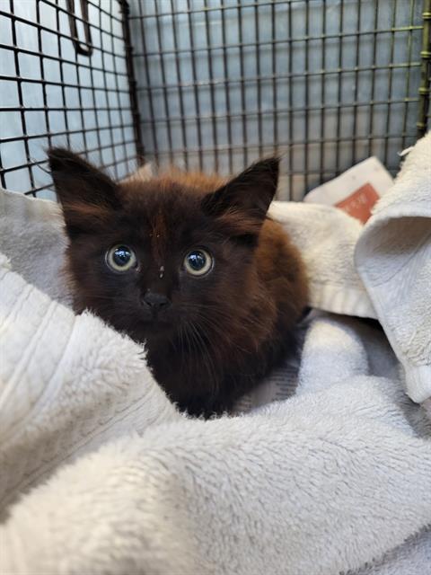 Shelter Stray Female Cat last seen CANDLESIDE, 4710 TX-151, San Antonio, TX 78227, USA