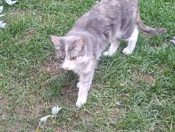 Found/Stray Unknown Cat last seen Quebec way & Colorado ave, Denver, CO 80231