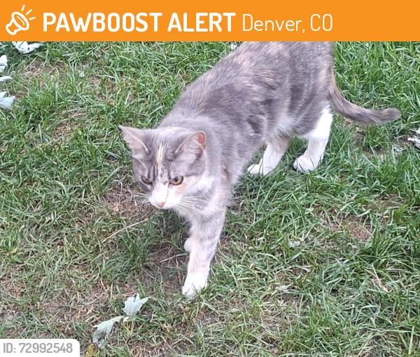 Found/Stray Unknown Cat last seen Quebec way & Colorado ave, Denver, CO 80231