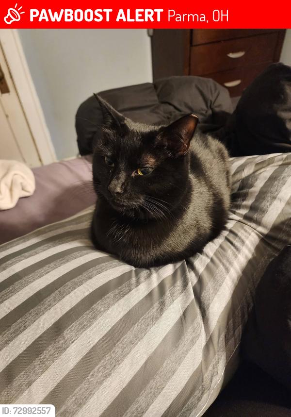 Lost Female Cat last seen W 67th, st Charles church, Parma, OH 44129