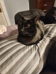 Lost Female Cat last seen W 67th, st Charles church, Parma, OH 44129