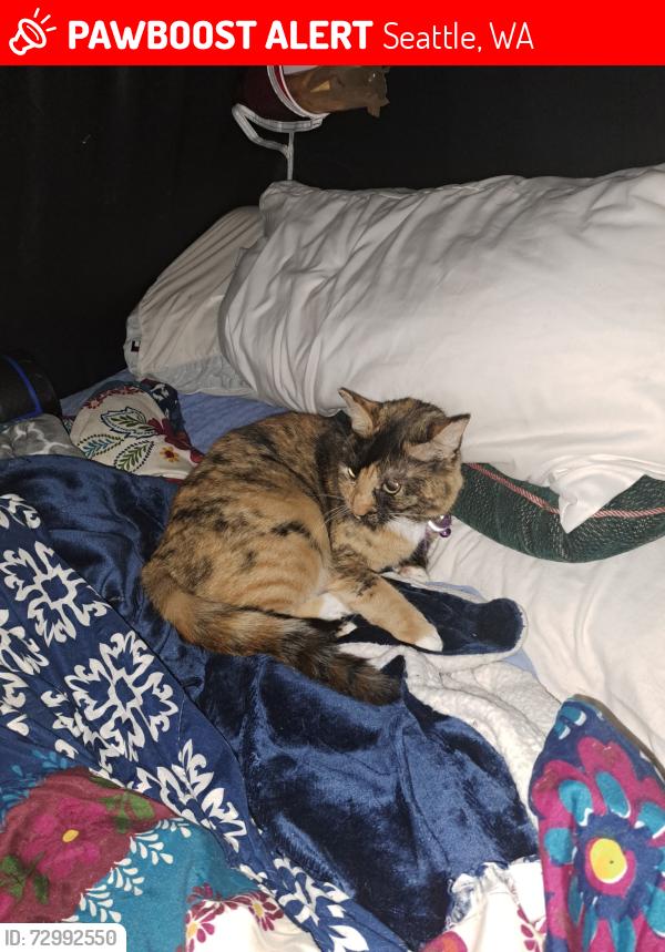 Lost Female Cat last seen NE 125th & NE 33rd lake city area, Seattle, WA 98125