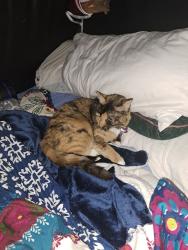 Lost Female Cat last seen NE 125th & NE 33rd lake city area, Seattle, WA 98125