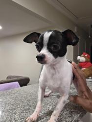 Lost Male Dog last seen Ferguson St, Dallas, TX 75228