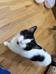 Reunited Male Cat last seen Rainsborough Neighborhood across from North Springs Park, Columbia, SC 29229