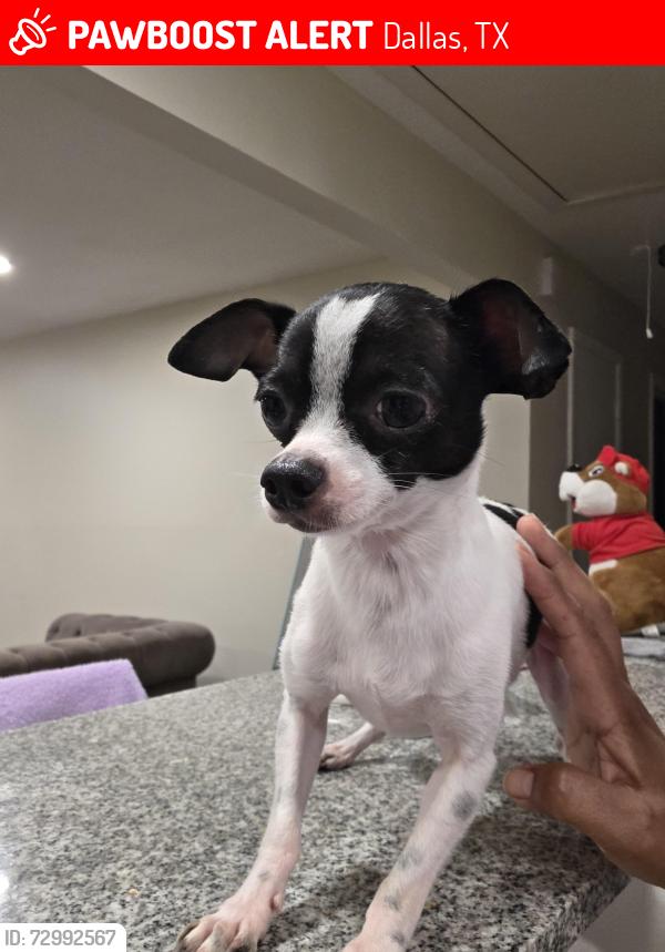 Lost Male Dog last seen Ferguson St, Dallas, TX 75228