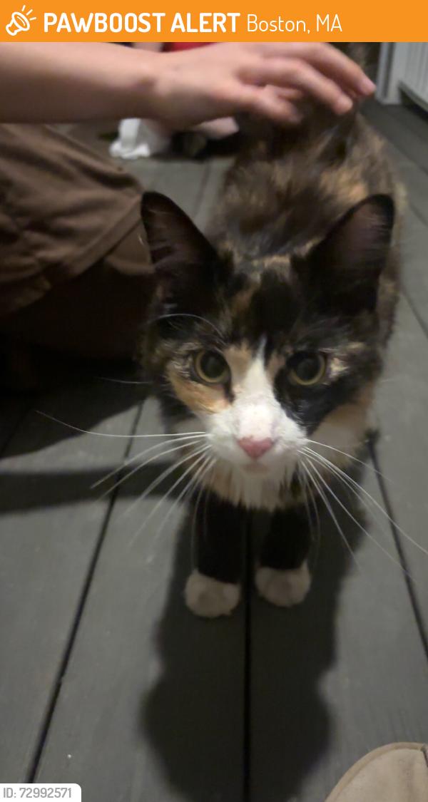 Found/Stray Unknown Cat last seen Malcolm X Blvd, Boston, MA 02119