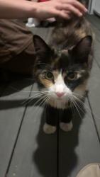 Found/Stray Unknown Cat last seen Malcolm X Blvd, Boston, MA 02119