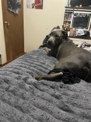 Reunited Male Dog last seen Little Tokyo cafe mountain grove drive, Knoxville, TN 37920
