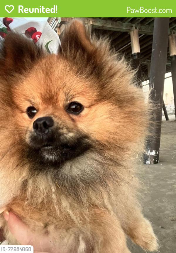 Reunited Male Dog last seen Avenue 144, Porterville, CA 93257