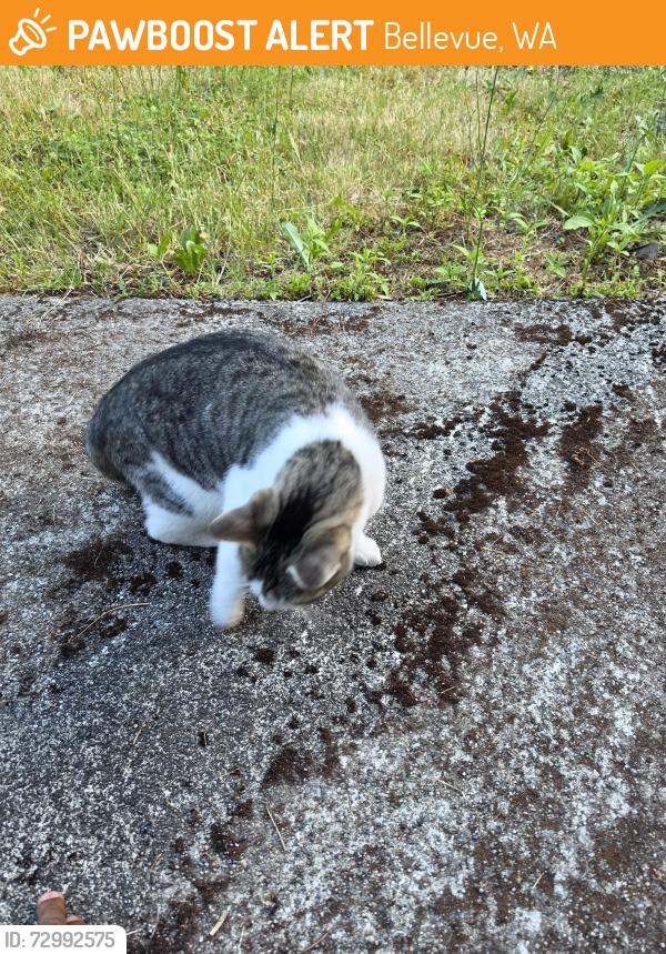 Found/Stray Female Cat last seen Near ne 1st st Bellevue 98008 WA, Bellevue, WA 98008