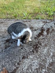 Found/Stray Female Cat last seen Near ne 1st st Bellevue 98008 WA, Bellevue, WA 98008
