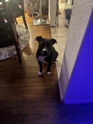 Reunited Male Dog last seen Dellview area, San Antonio, TX 78213