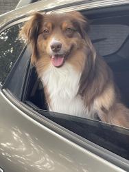 Lost Female Dog last seen Halsted & 11 mile rd, Farmington Hills, MI 48331