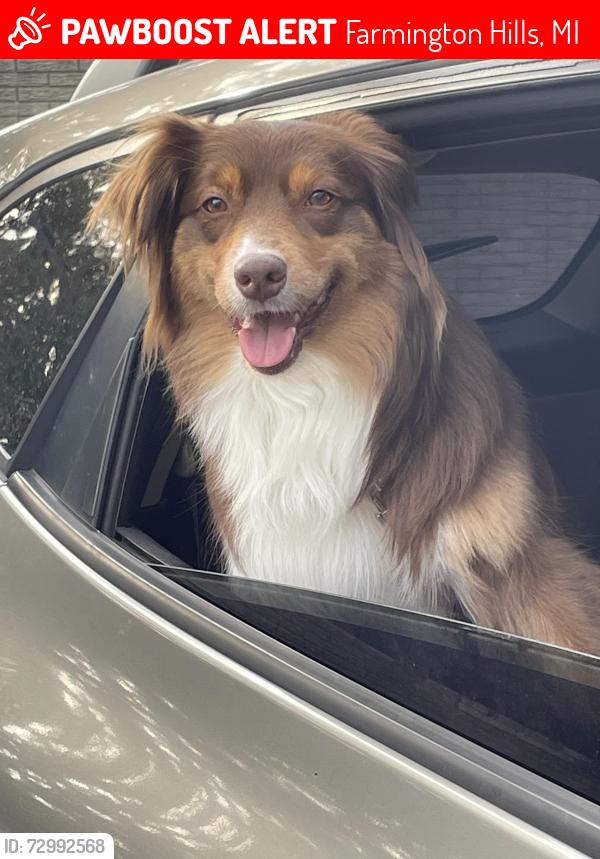 Lost Female Dog last seen Halsted & 11 mile rd, Farmington Hills, MI 48331