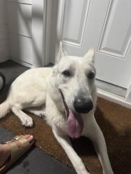 Reunited Male Dog last seen Pleasant Ridge Ave, Greenville, SC 29605, USA, Greenville, SC 29605