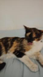 Reunited Female Cat last seen E Carson and 15th Street , Las Vegas, NV 89101