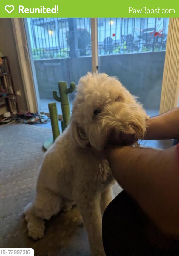 Reunited Male Dog last seen Midtown market , Kansas City, MO 64111