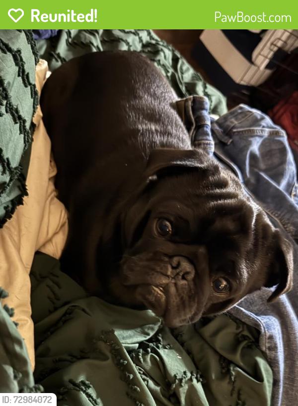 Reunited Male Dog last seen Around Mission of Hope, Mobile, AL 36608