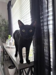 Lost Male Cat last seen S Ouachita Dr Fayetteville Ar, Fayetteville, AR 72701