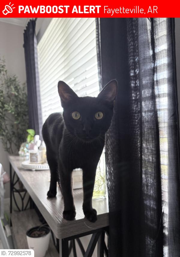 Lost Male Cat last seen S Ouachita Dr Fayetteville Ar, Fayetteville, AR 72701