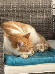 Reunited Male Cat last seen Sweetgum Rd and Snowball Dr, Levittown, PA 19056