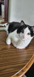Lost Male Cat last seen Eatherton Rd and Manchester Rd nextdoor to Amants Flooring , Wildwood, MO 63040