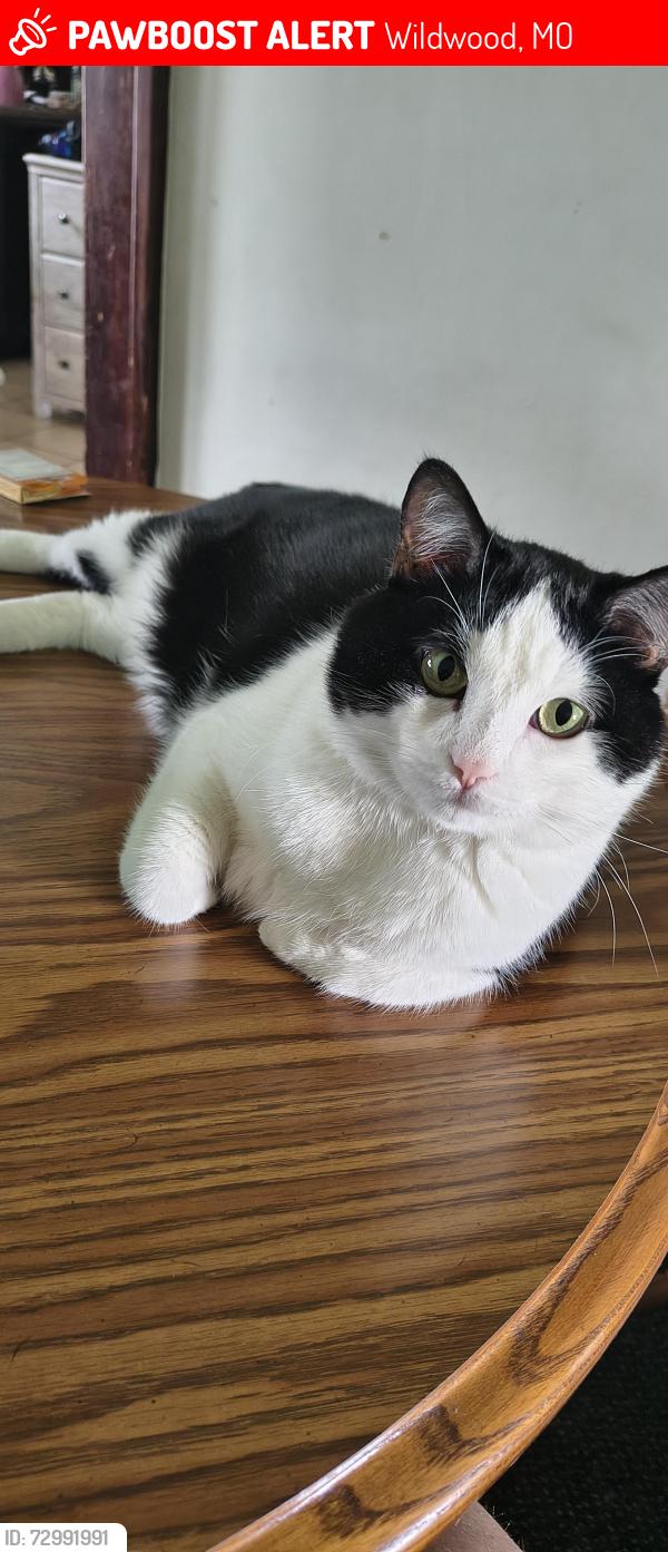 Lost Male Cat last seen Eatherton Rd and Manchester Rd nextdoor to Amants Flooring , Wildwood, MO 63040