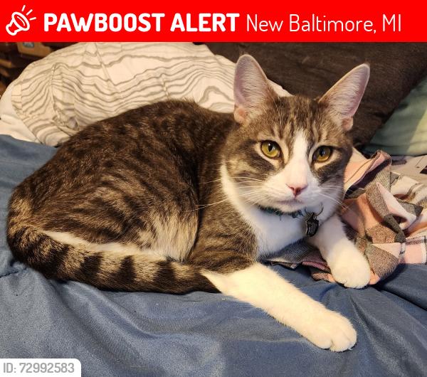 Lost Male Cat last seen Callens and spruce dr, New Baltimore, MI 48047