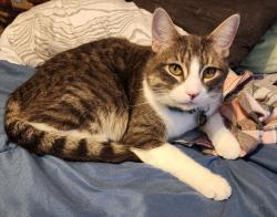 Lost Male Cat last seen Callens and spruce dr, New Baltimore, MI 48047