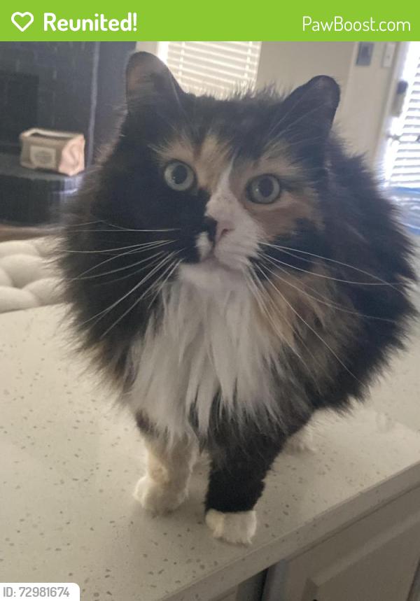 Reunited Female Cat last seen Fieldcrest Dr. & Danbury Dr. , Rockwall, TX 75032