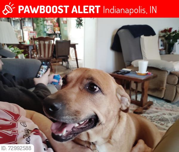 Lost Female Dog last seen Uncle Bill's on 38th Street and Georgetown Road , Indianapolis, IN 46254